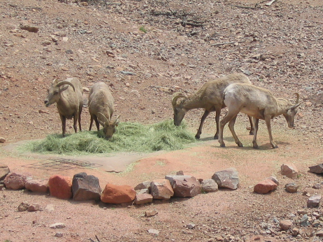 618x457 pixels (269K)